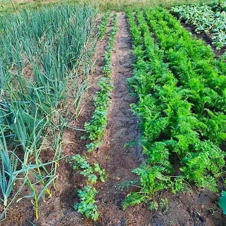 Agrowinnica *