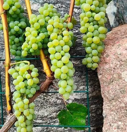 Agrowinnica * Borzytuchom